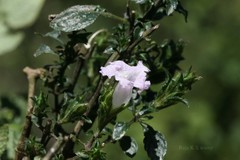Strobilanthes foliosa
